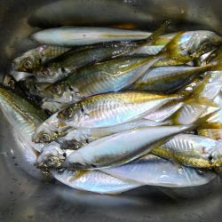 小島漁港近くでアジ釣り