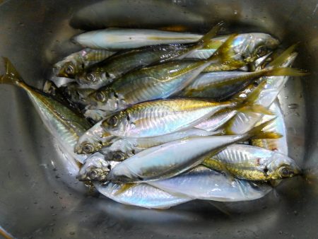 小島漁港近くでアジ釣り