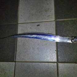 タチウオ釣行　最終