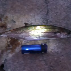 早起きのかいあり！