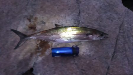 早起きのかいあり！