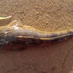 かぶと山公園にて