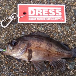 ミップル周辺で