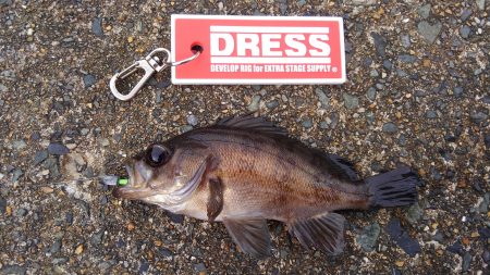 ミップル周辺で