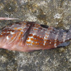 ミップル周辺で釣りをする