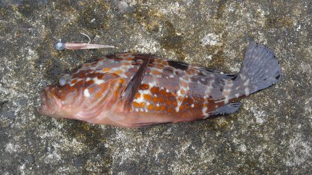 ミップル周辺で釣りをする