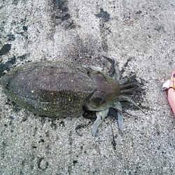 ちょこっとエギング！