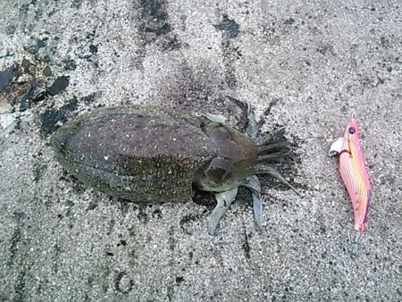 ちょこっとエギング！