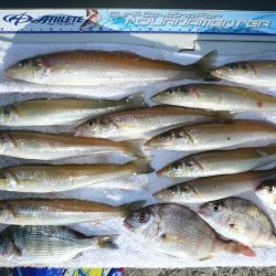 浦港内でキス狙い