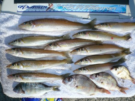 浦港内でキス狙い