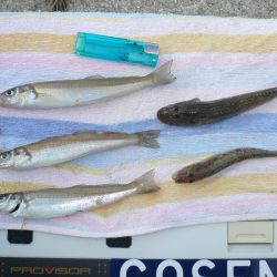 強風の鳥飼釣行