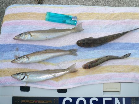 強風の鳥飼釣行