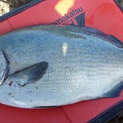 樫野にてグレ・イサギ♪