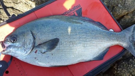 樫野にてグレ・イサギ♪