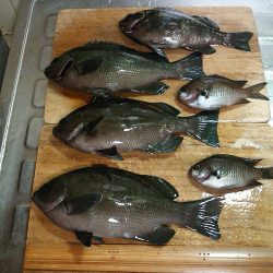 グレ4枚ゲット！！