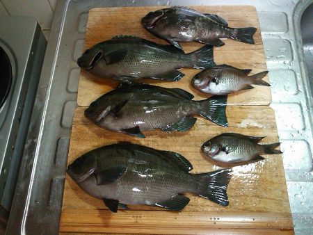 グレ4枚ゲット！！