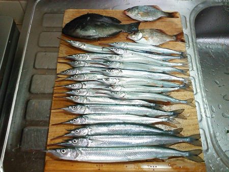 サヨリ入れ食い！