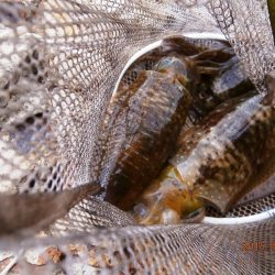 いいアタリでした！！