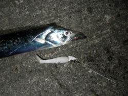 二連戦　　パート１