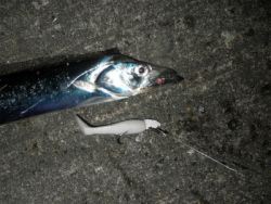 二連戦　　パート１