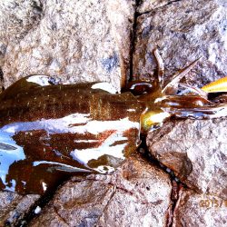 いいアタリでした！！　うねり編