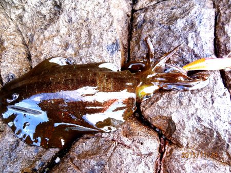 いいアタリでした！！　うねり編