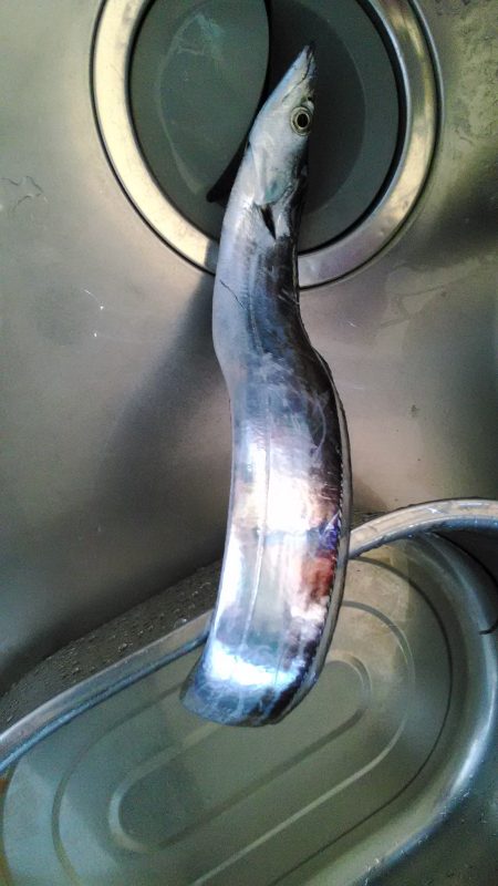 大津川尻にて朝太刀魚