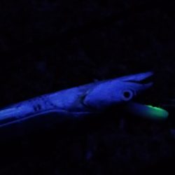 連日の大津川尻　朝太刀魚