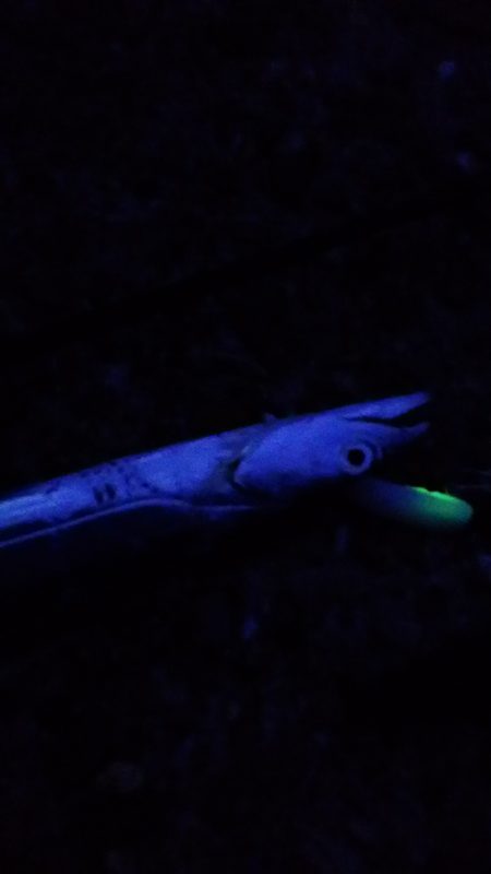 連日の大津川尻　朝太刀魚