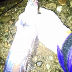 大津川河口 朝太刀魚