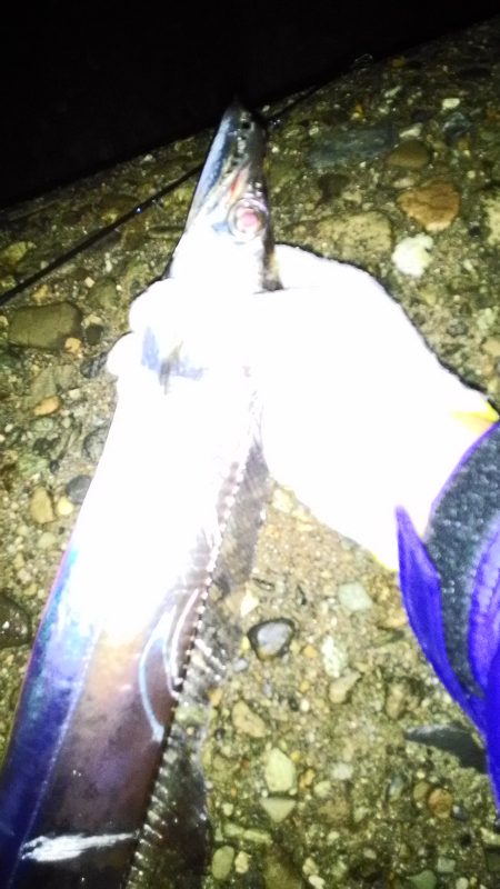 大津川河口　朝太刀魚