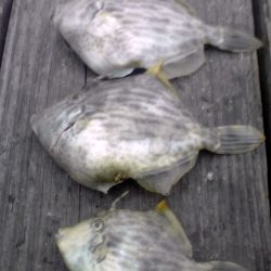 お魚、求めて海へ出発