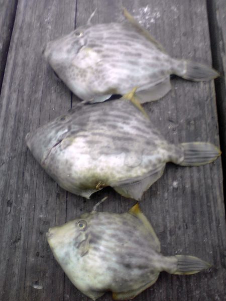 お魚、求めて海へ出発