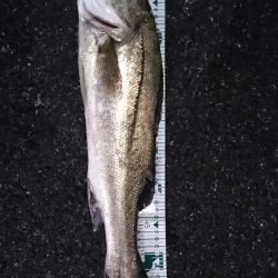 洲本川 濁り+常夜灯でイージーモード