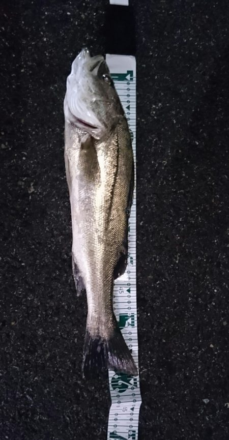 洲本川 濁り+常夜灯でイージーモード