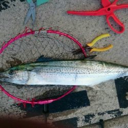 ジグでサワラ！