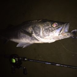 ランカーシーバス捕獲！