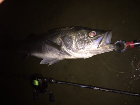 ランカーシーバス捕獲！