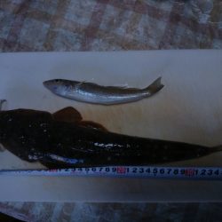 太刀魚狙いのワインドで、嬉しい外道！