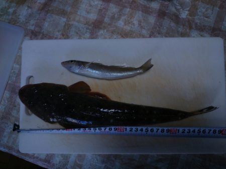 太刀魚狙いのワインドで、嬉しい外道！