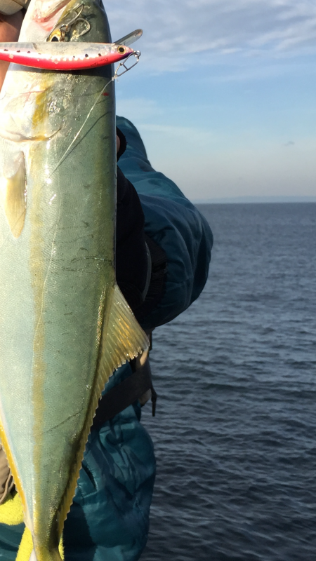 青物ショアゲーム