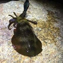 サイズがイマイチ…