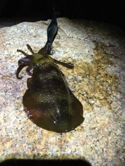 サイズがイマイチ…