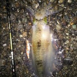 キロアップ来た