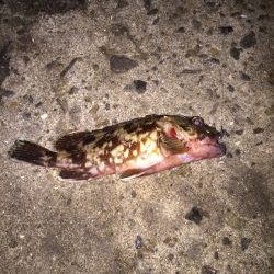 アジ、メバリング