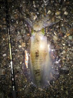 キロアップ来た