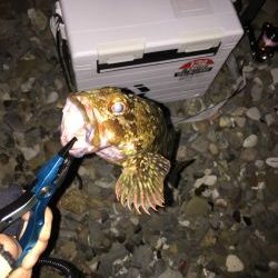 ゴロタ浜でアジング