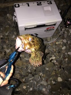 ゴロタ浜でアジング