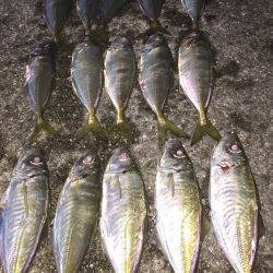 チビキャロスワンプ 瀬戸内ちりめん