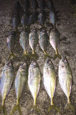 チビキャロスワンプ 瀬戸内ちりめん